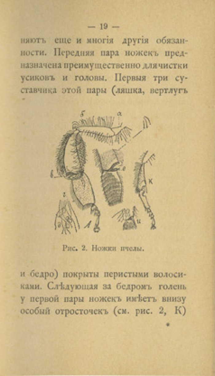 Конволют по пчеловодству: «Естественная история пчелы…» и «Мед как лекарство, как пища и как продукт домашнего употребления»