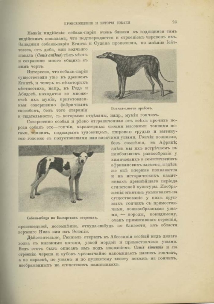 Наши домашние животные: лошади, коровы, собаки, птицы и другие (подарочное иллюстрированное издание)